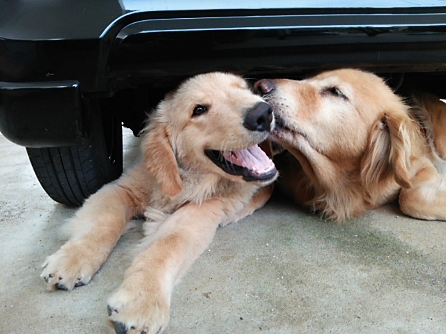 何故 犬は狭いところが好きなのか ゴールデンレトリバー車の下に潜る ゴールデンレトリバーが行くちゅら島散歩